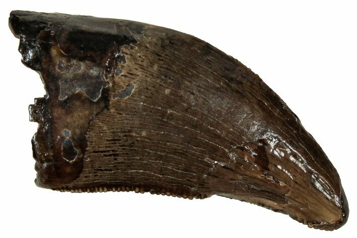 Serrated, Tyrannosaur (Nanotyrannus) Tooth - Montana #350370